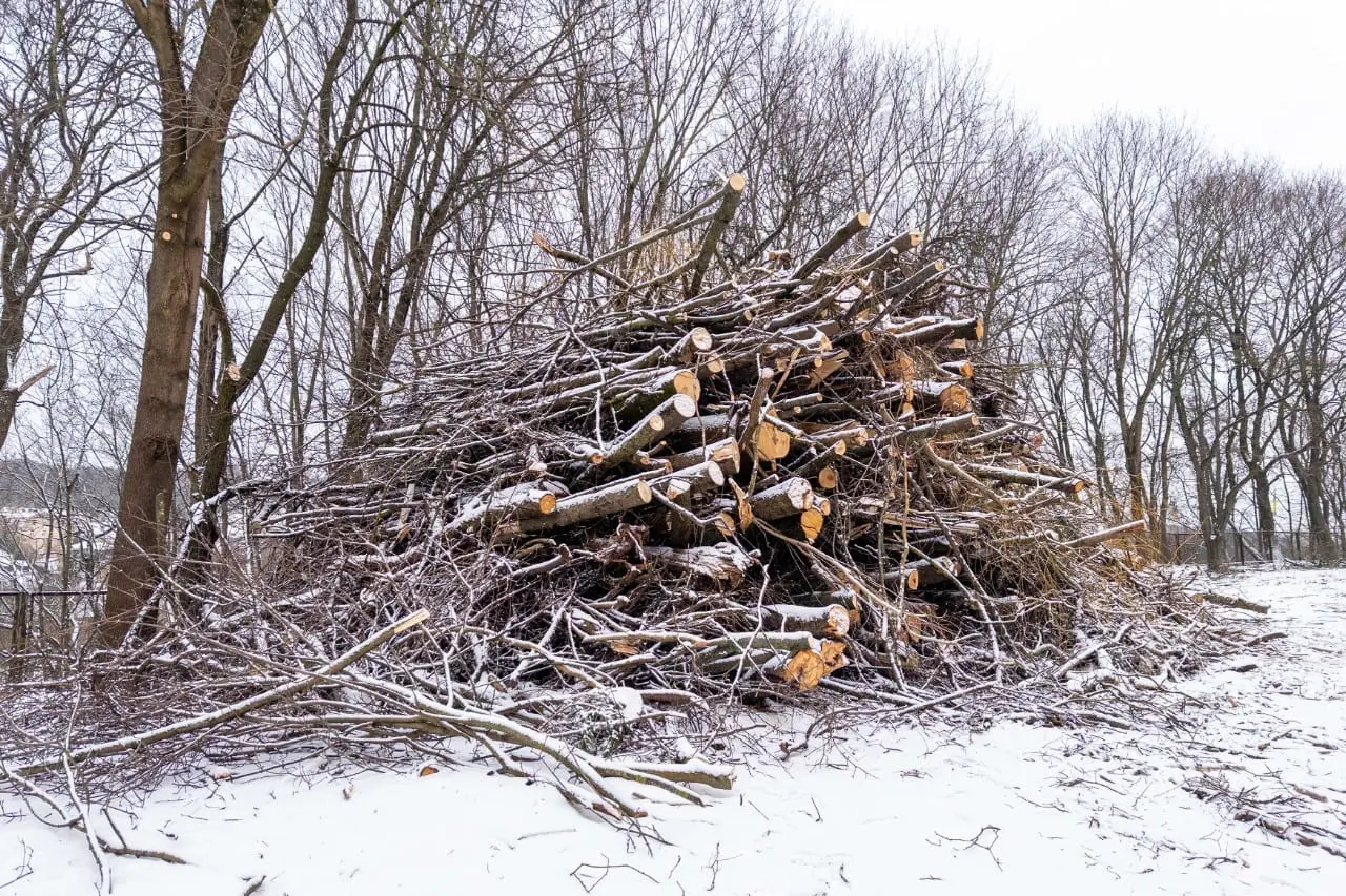 „Žaliasis“ Vilnius? Žvėryno gyventojai pasipiktinę medžių kirtimu