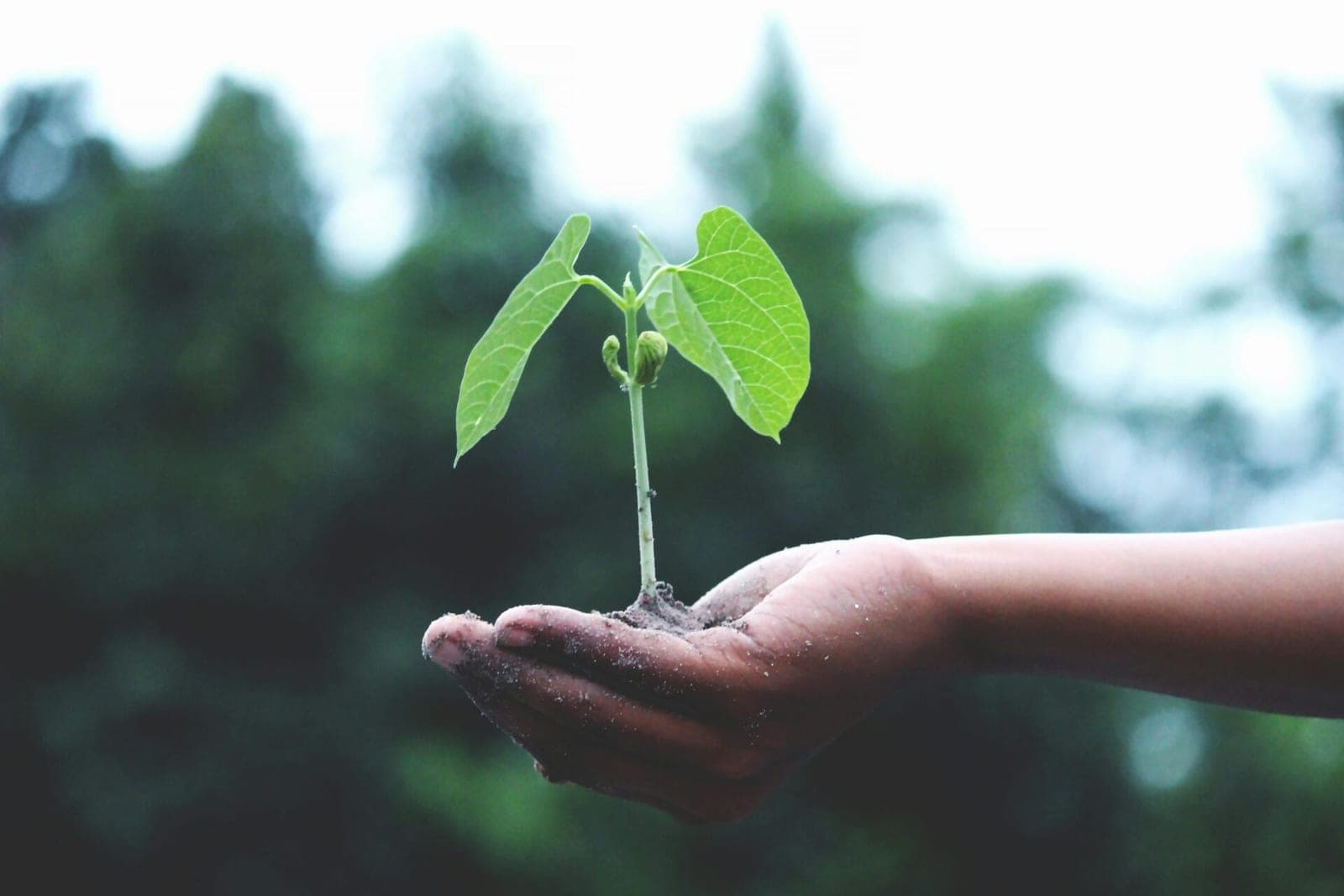 CO2 padeda augalams geriau augti, tačiau nerimaujame dėl šiltnamio dujų ir klimato kaitos?