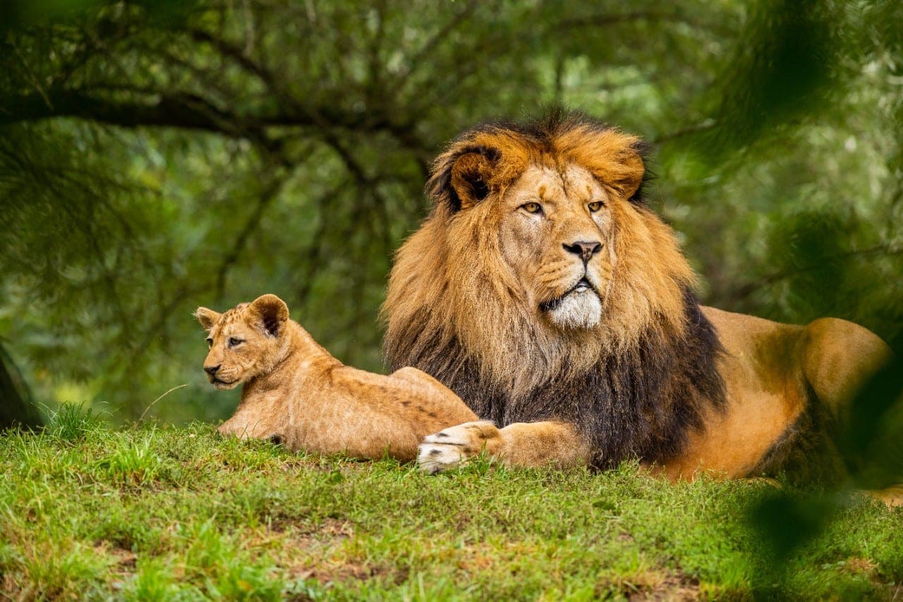 Zoologijos sodas renka nereikalingus naminius gyvūnus savo plėšrūnams maitinti