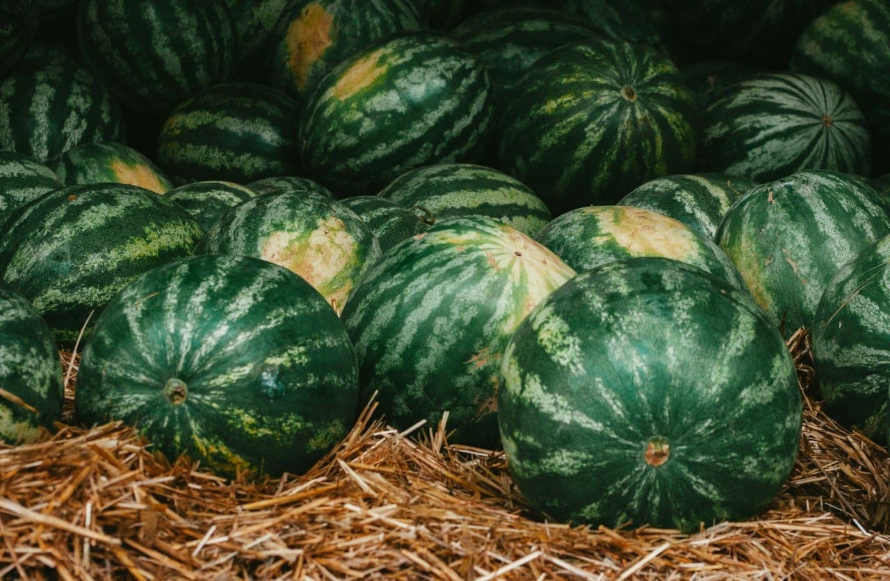 Kaip darže užauginti arbūzus ir melionus?