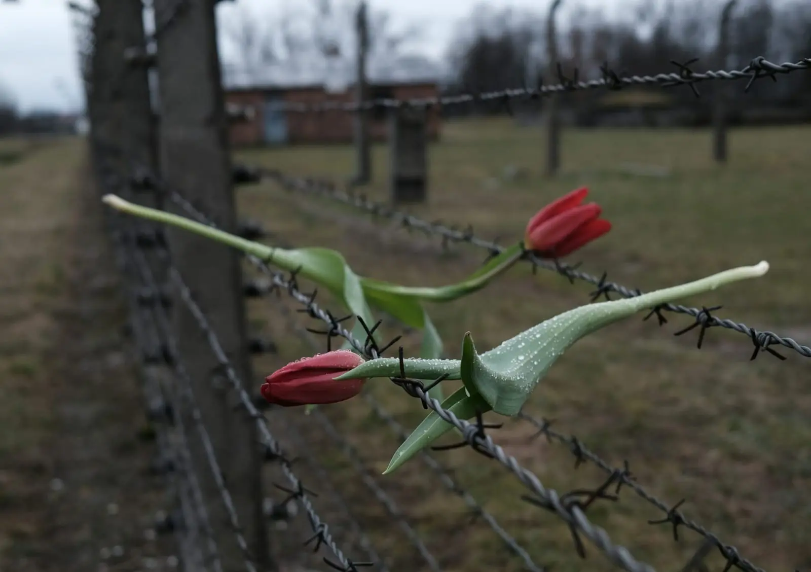 Lenkija oficialiai įtvirtino Voluinės žudynių atminimą – Kijevui siunčiamas istorinis signalas