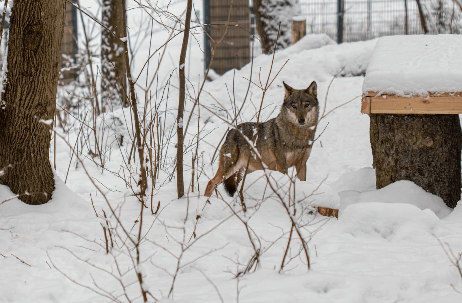 Metai Lietuvos zoologijos sode: naujos rūšys, šimtai jauniklių ir tarptautinis pripažinimas