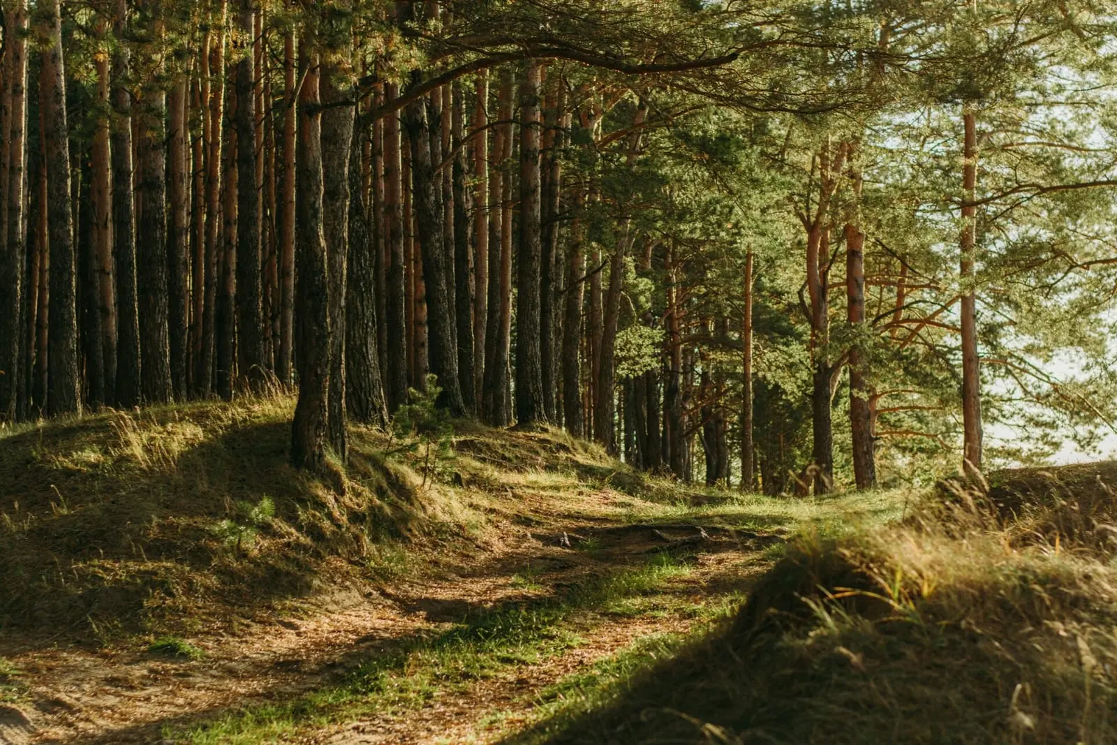 Lietuvoje miškų plotas auga, bet medienos juose mažiau