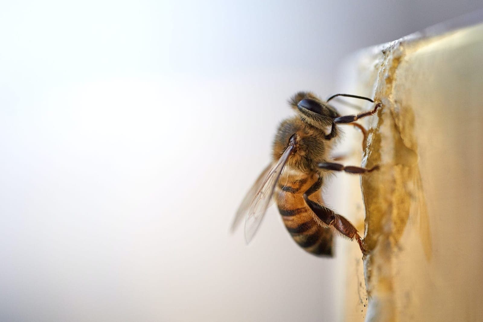 Klimato kaita kelia grėsmę bitėms visame pasaulyje