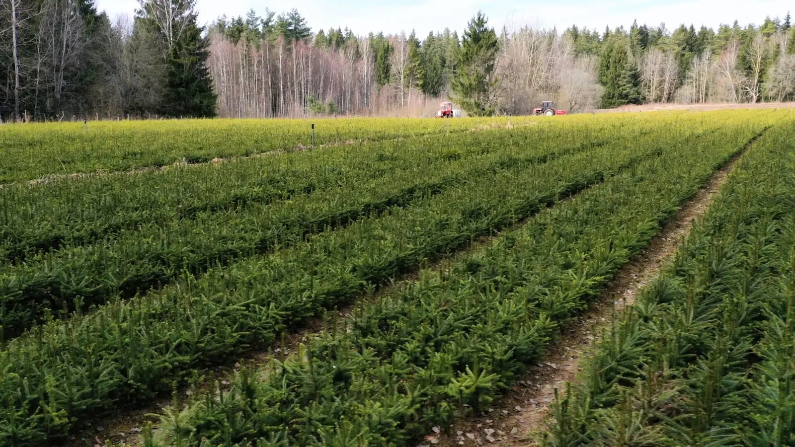 Nemenčinės medelynas po atnaujinimo užaugins iki 7 mln. sodmenų per metus
