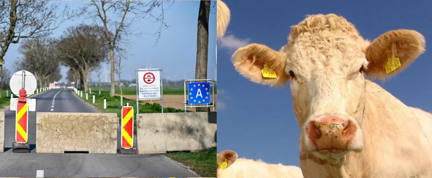 Austrija dėl snukio ir nagų ligos protrūkio uždarė dešimtis sienos kirtimo punktų