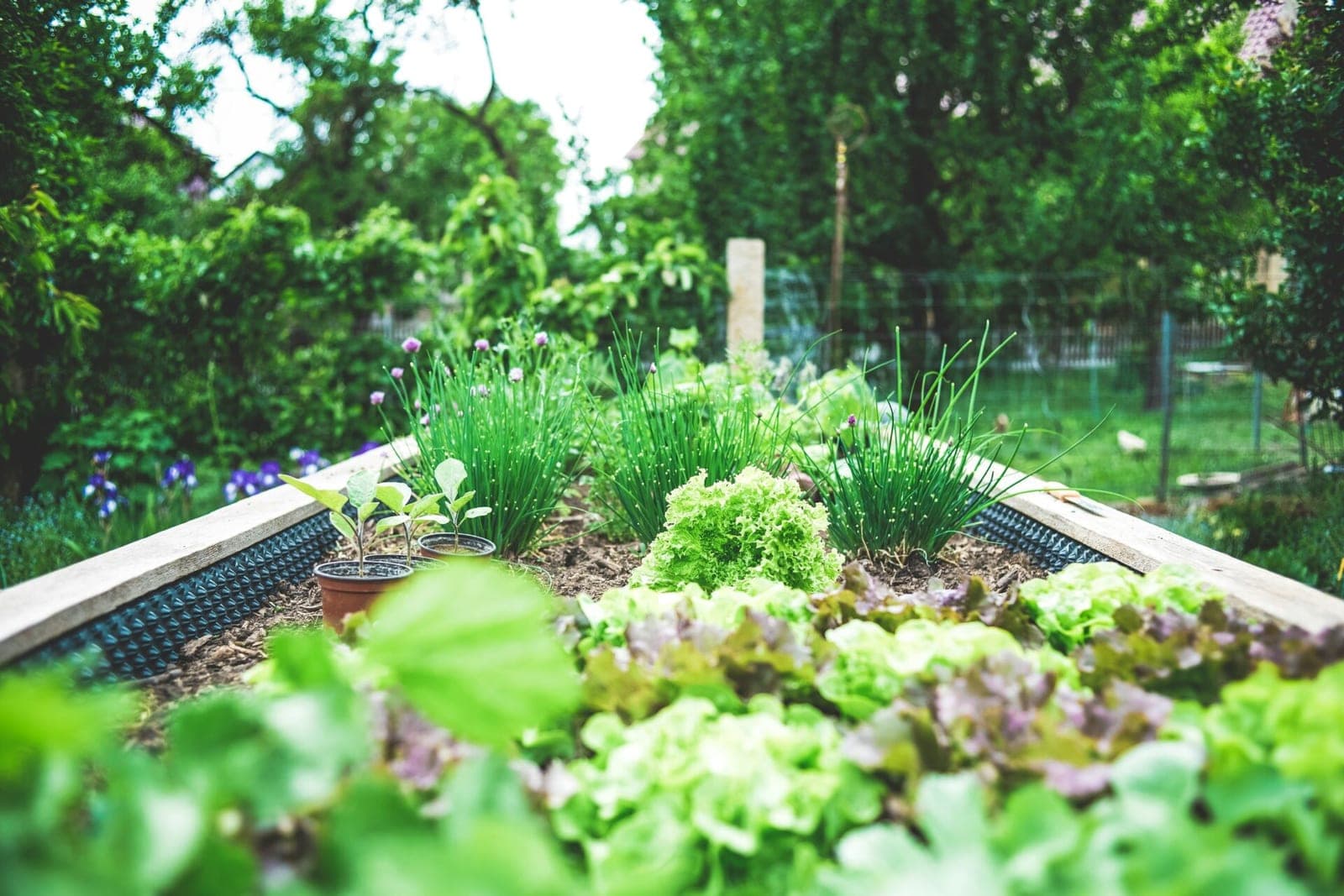 Derlių jau nuskynėte? Štai ką dar būtina padaryti sode iki rudens