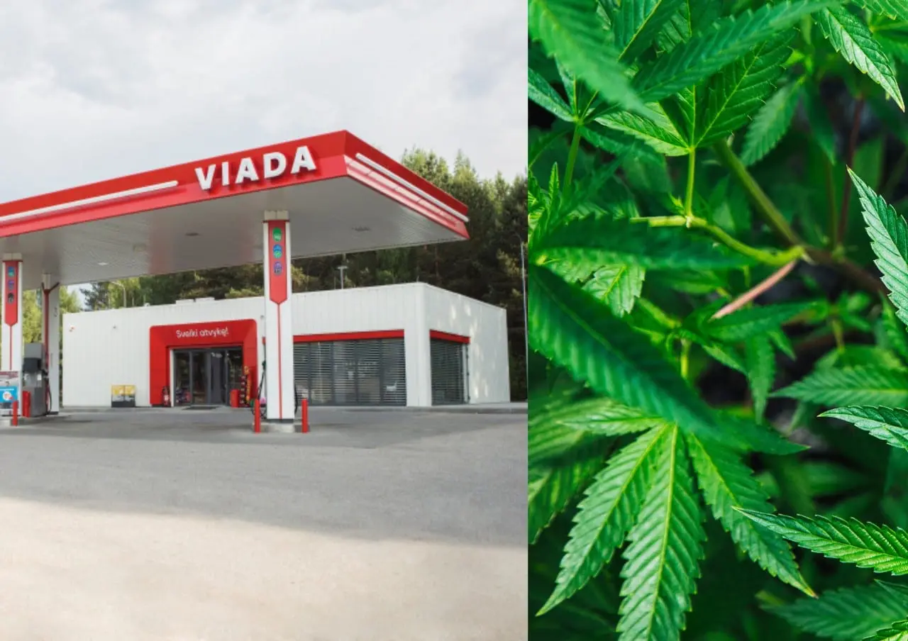 Viada degalinių tinklas nubaustas už prekybą kanapių žiedų suktinėmis