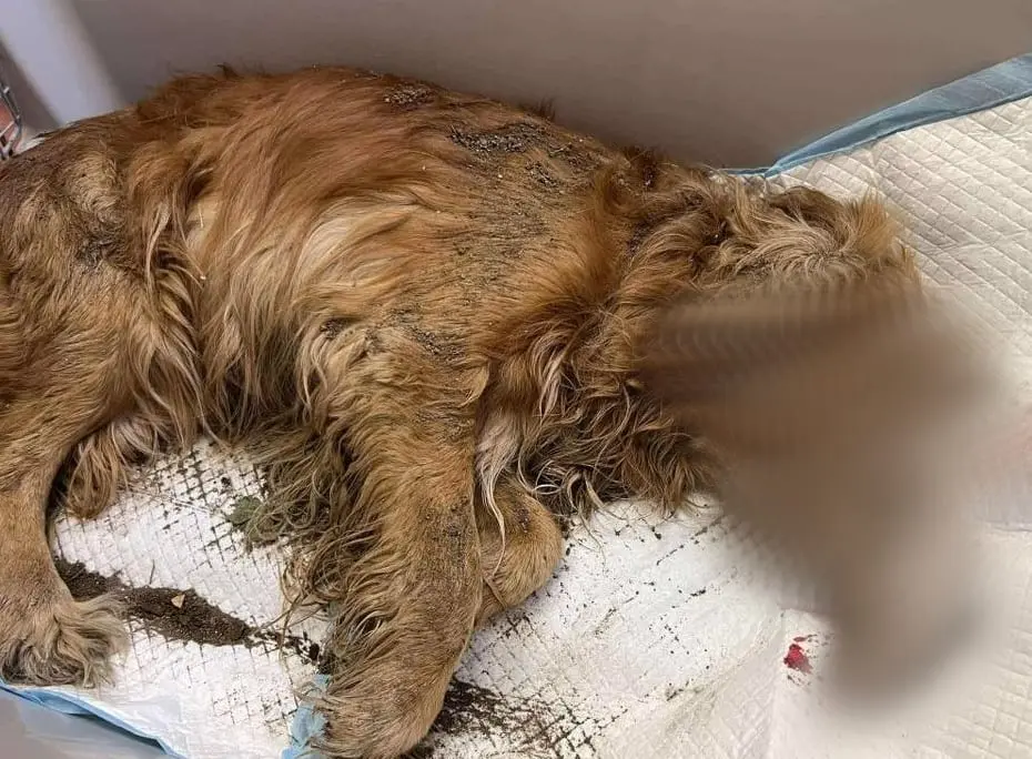 Šunį sumušė ir užkasė dar gyvą: baisisi ir visko matę gyvūnų gelbėtojai