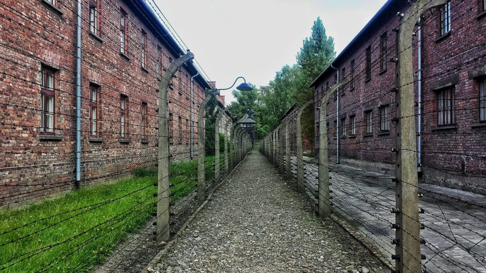 Pavojingiausių vabzdžių mirtini įkandimai: Džordžijoje blakės sudorojo gyvą kalinį