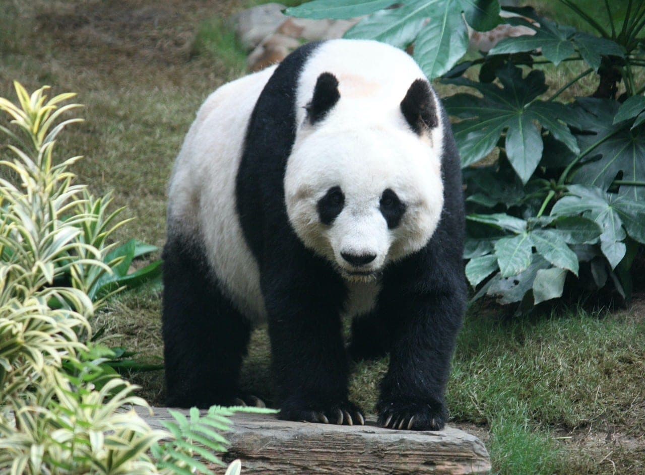 „Pandų diplomatijos“ pabaiga – Kinija atsiima visas JAV paskolintas pandas