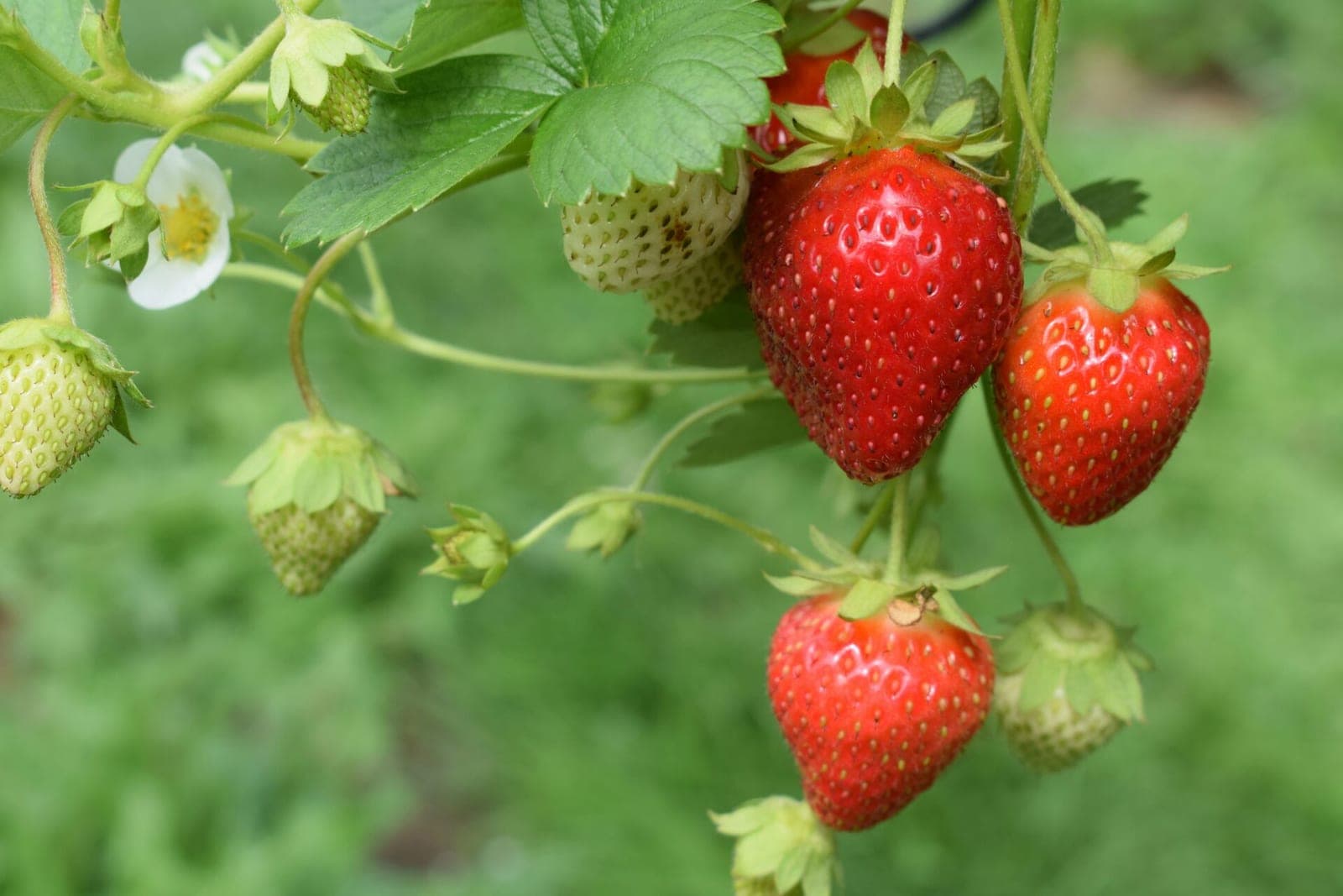 Braškės kasdien: sveikas pasirinkimas ar rizika dėl pesticidų?