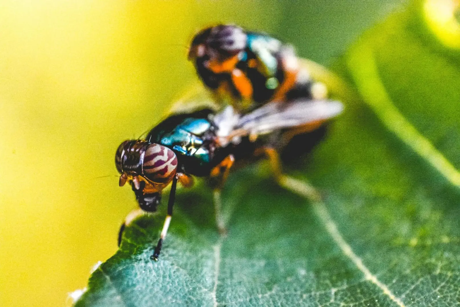 Mirtinas mėsa mintantis parazitas pirmą kartą aptiktas žmogaus organizme