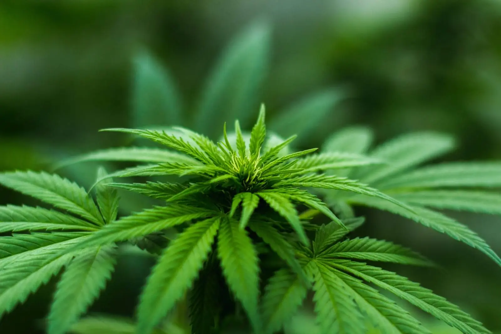 Marihuana legalizuota JAV, bet vis daugėja paslaptingos CHS ligos atvejų