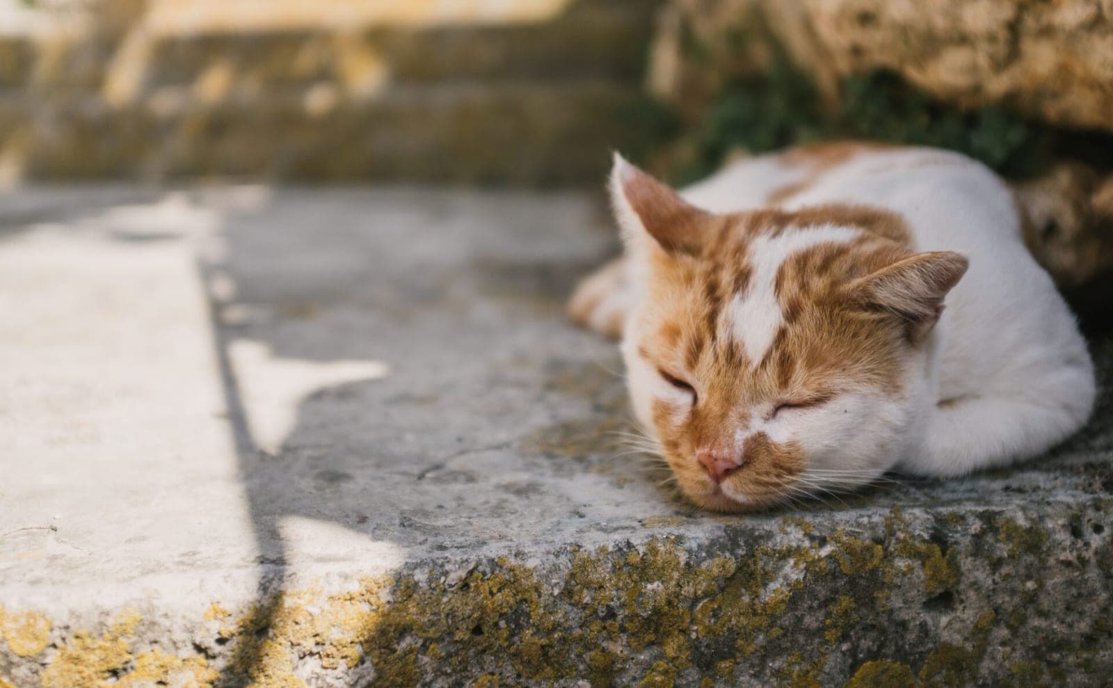 Augintiniai ir karštis: kaip juos apsaugoti nuo pavojingo perkaitimo