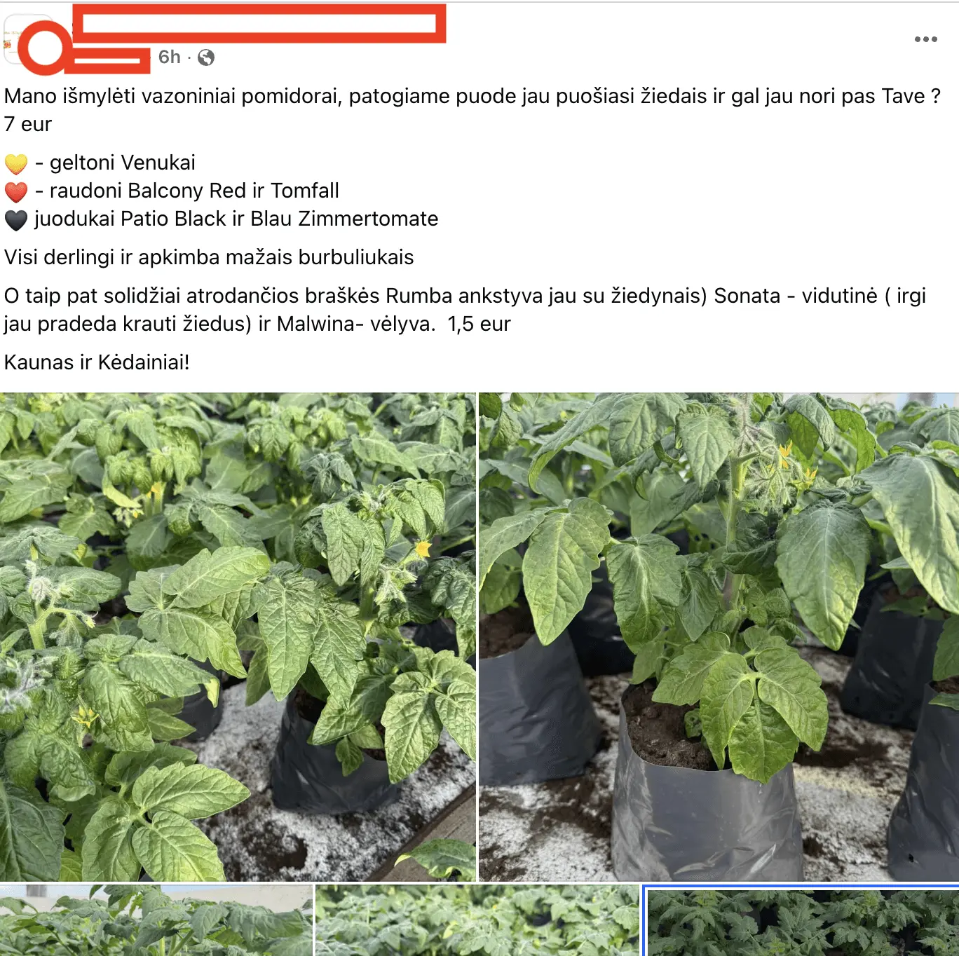 Kaunietė neteko žado: pomidoro daigas už 7 eurus – ar mes išprotėjome?