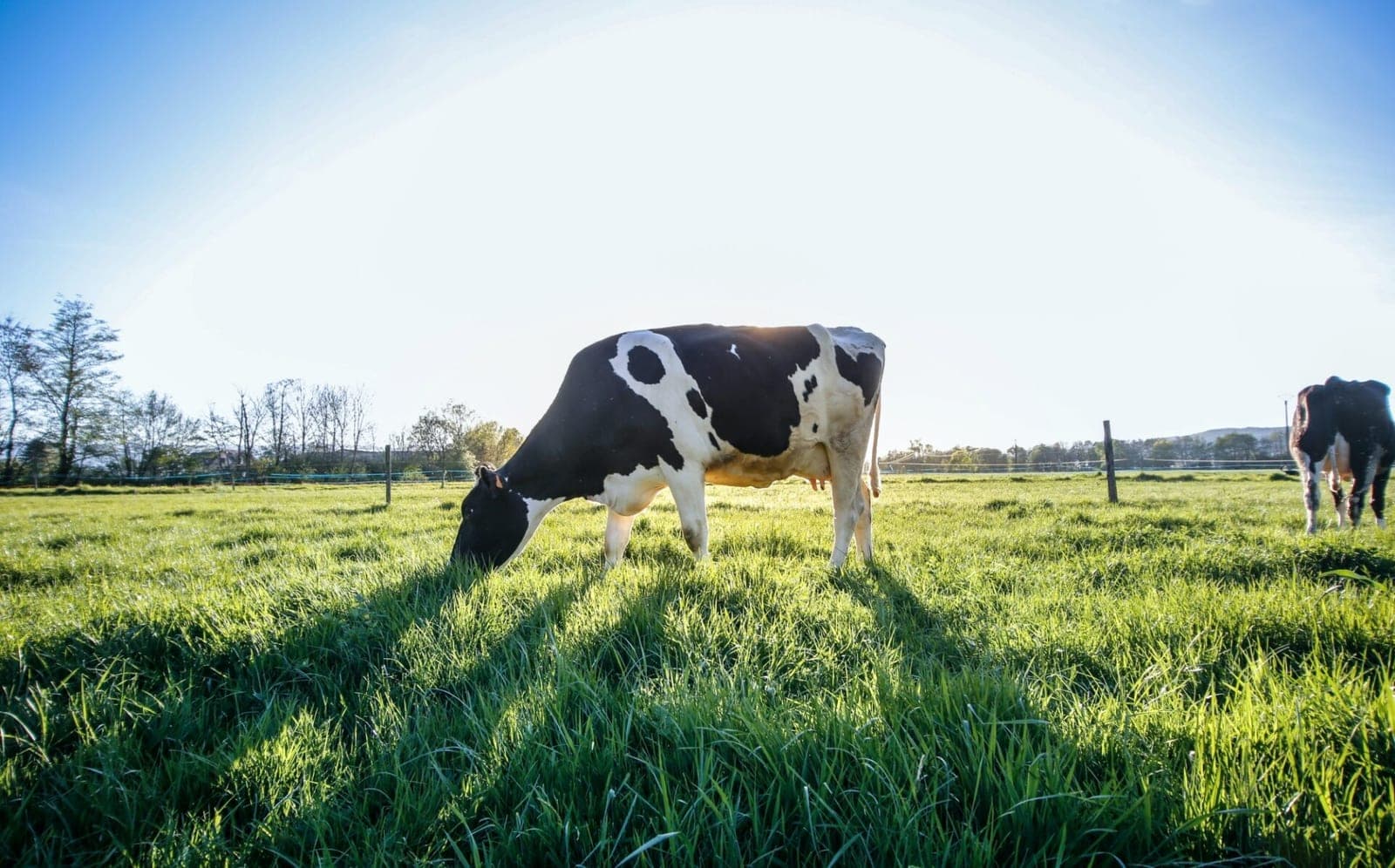 „Pienės 2021“ apdovanojimus gavę pažangiausi pieno ūkiai rūpinasi ir karvių gerove