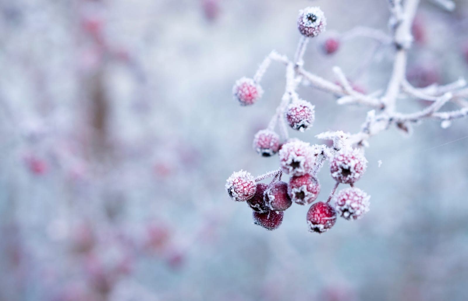 Sausio sodo darbai: net ir žiemą yra darbų, kurių nevalia pamiršti