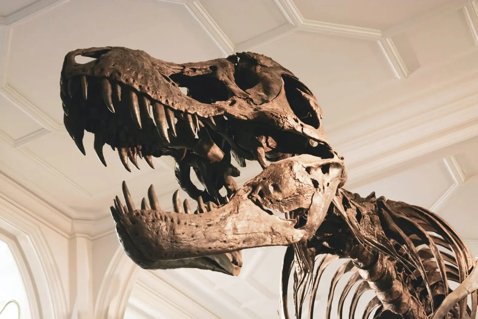 Vyras savo kieme aptiko milžinišką dinozauro skeletą
