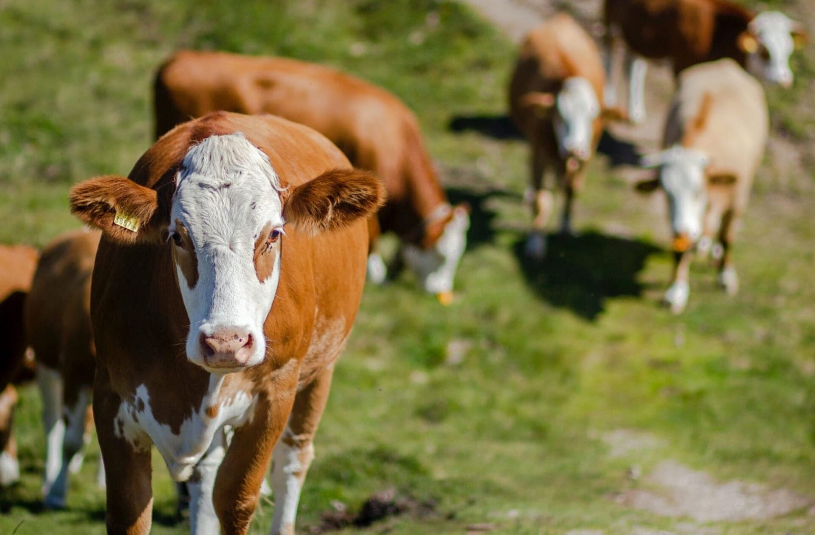 Nuo spalio 18 d. priimamos paraiškos dėl paramos ūkių biosaugai: numatyta skirti 4 mln. Eur