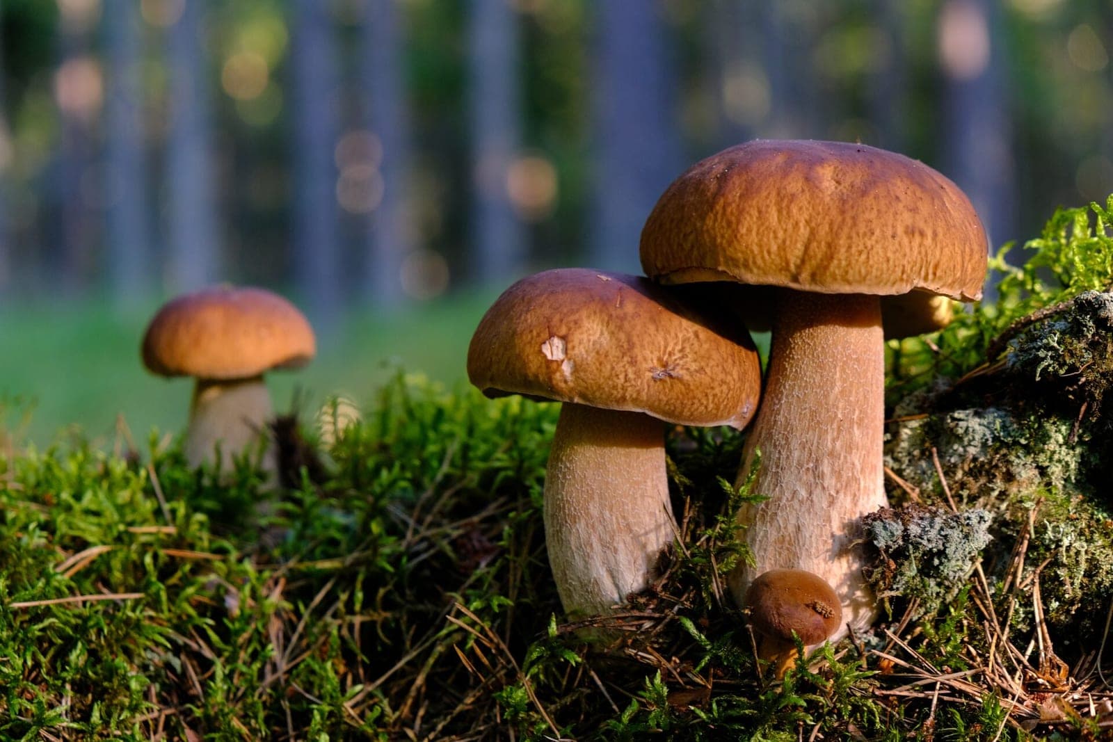 Pilnos pintinės grybų: lėkštėse karaliauja baravykai