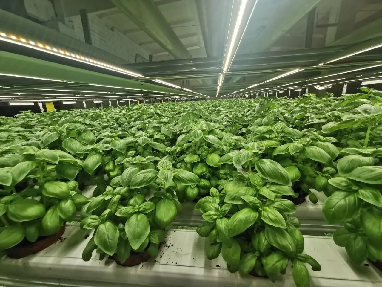 Jaunosios agronomės atskleidžia modernios profesijos amplitudę – inovacijos kuriamos pasitelkiant išmonę ir kruopštų darbą