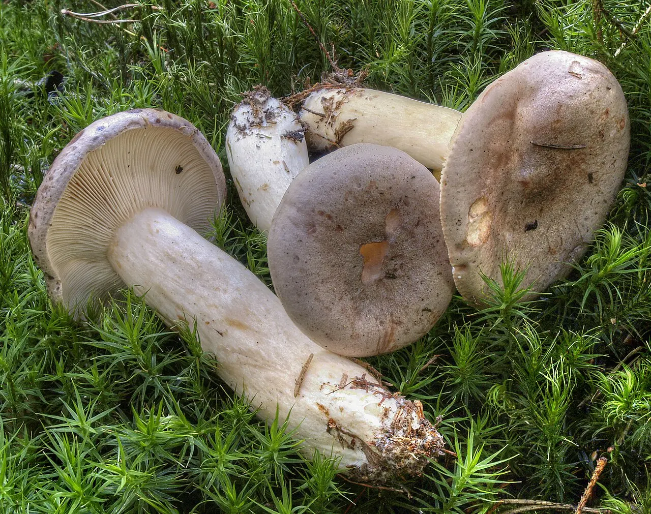 Piengrybiai: rūšys, grūzdai, pūkuotės, mirkymas, virimas, sūdymas