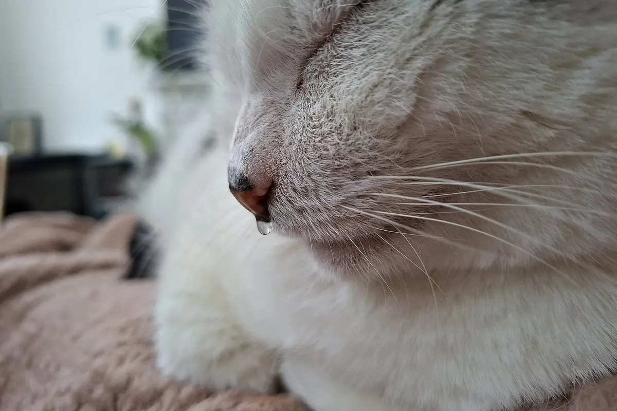 Katė čiaudi: kačių sloga, jos požymiai, gydymas ir kada kreiptis į veterinarą
