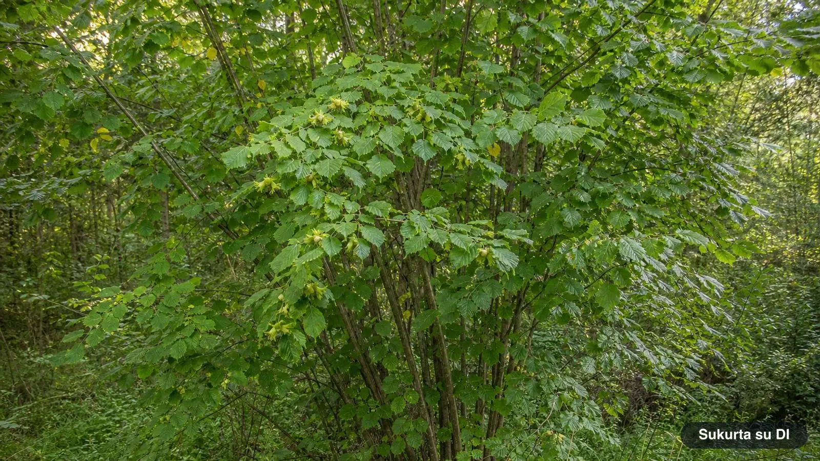 Lazdynas: paprastasis lazdynas – riešutai, žydėjimas, lapai ir auginimas sode