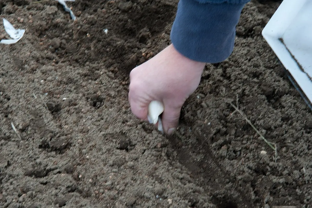 Sodininko kalendorius pagal Mėnulį: ką sako tradicija, ką mokslas ir kada iš tikrųjų sėti