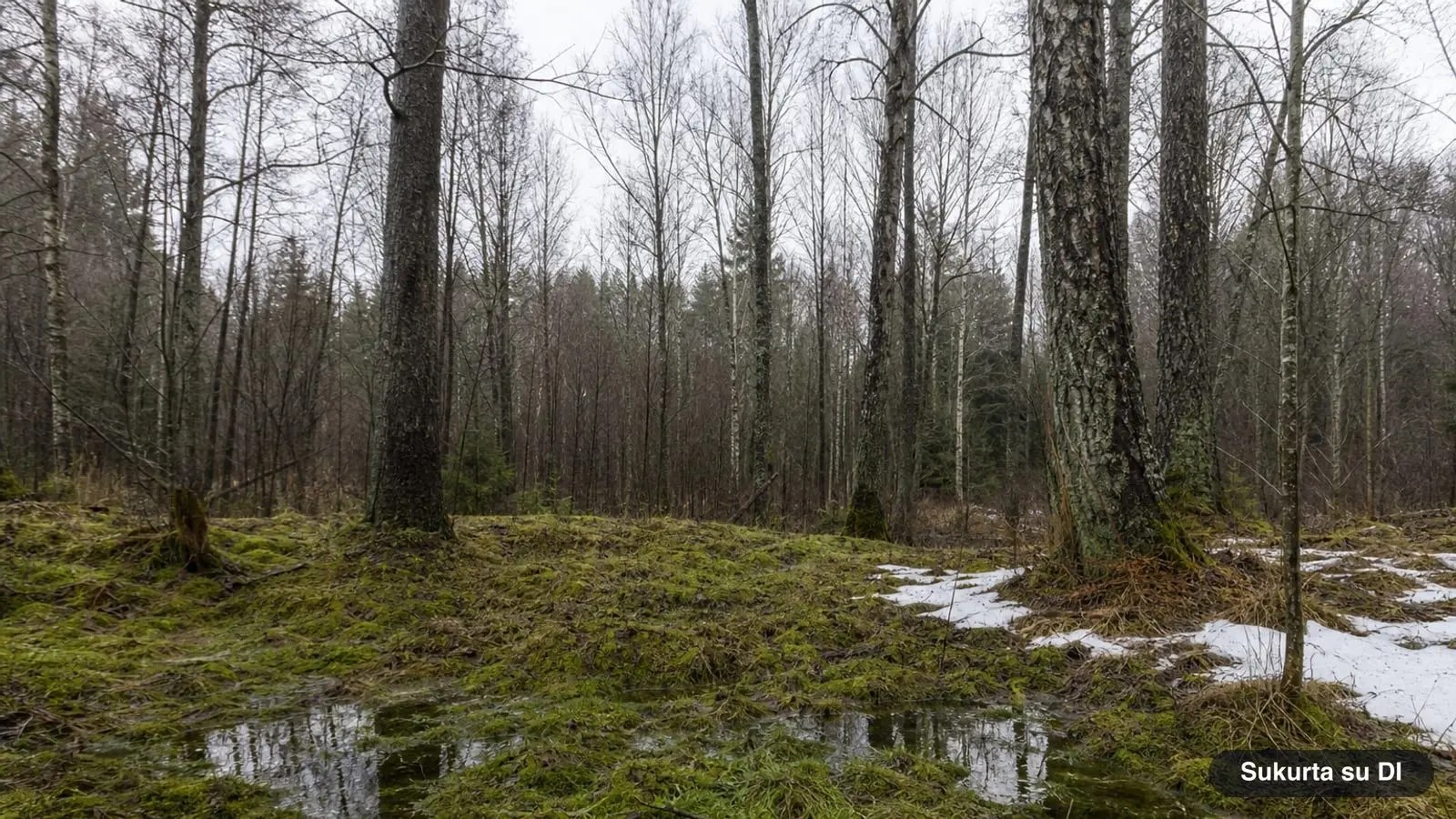 Klimato kaita Lietuvoje: kiek sušilo, kaip keičiasi žiemos, sniegas ir karštis