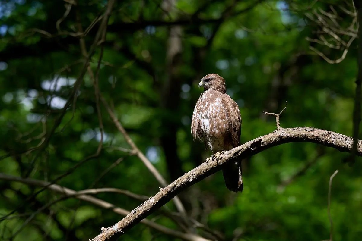Suopis: paprastasis ir tūbuotasis suopis, vapsvaėdis – kaip atpažinti, mityba, lizdas