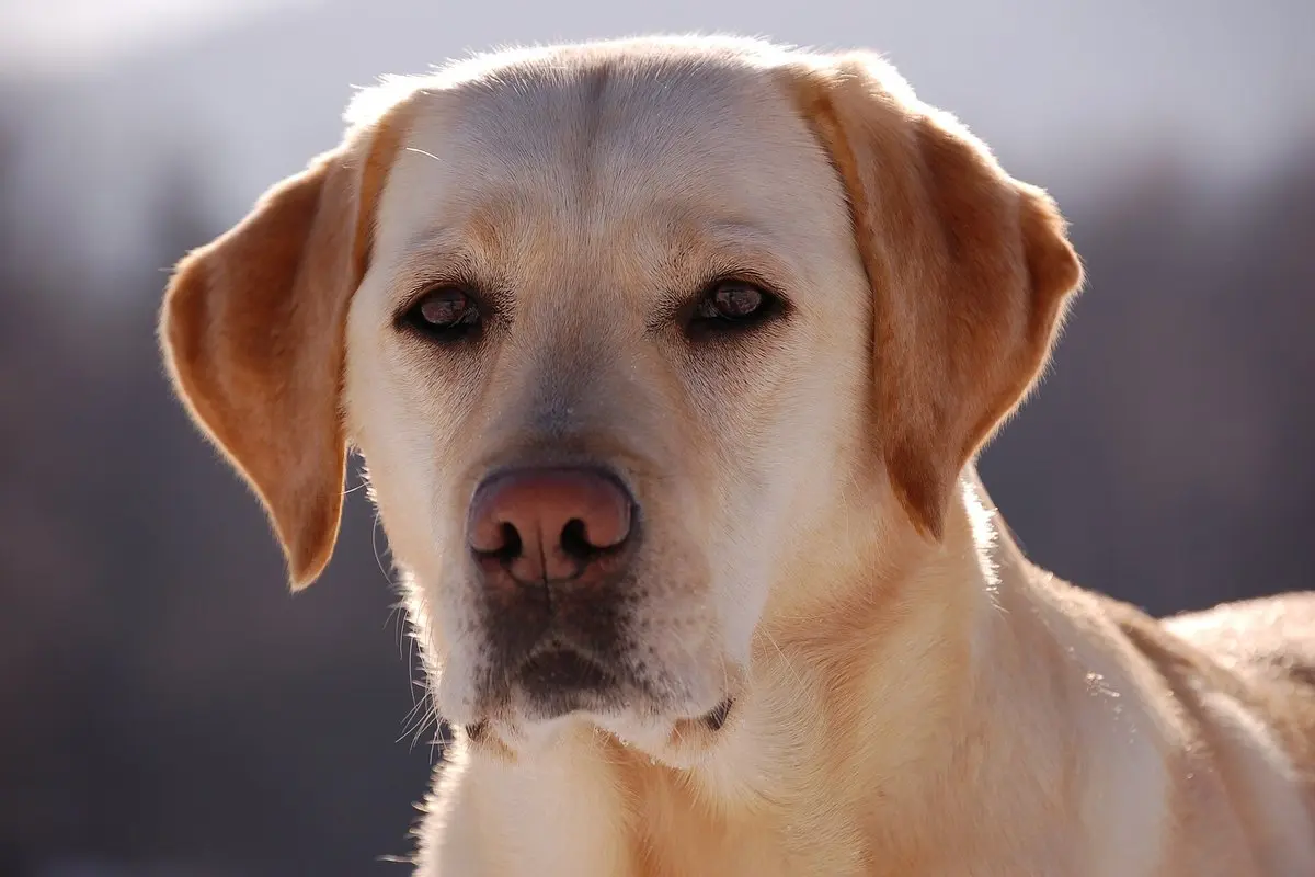 Labradoro retriveris (labradoras): charakteris, dydis, ligos, priežiūra ir šuniuko pasirinkimas