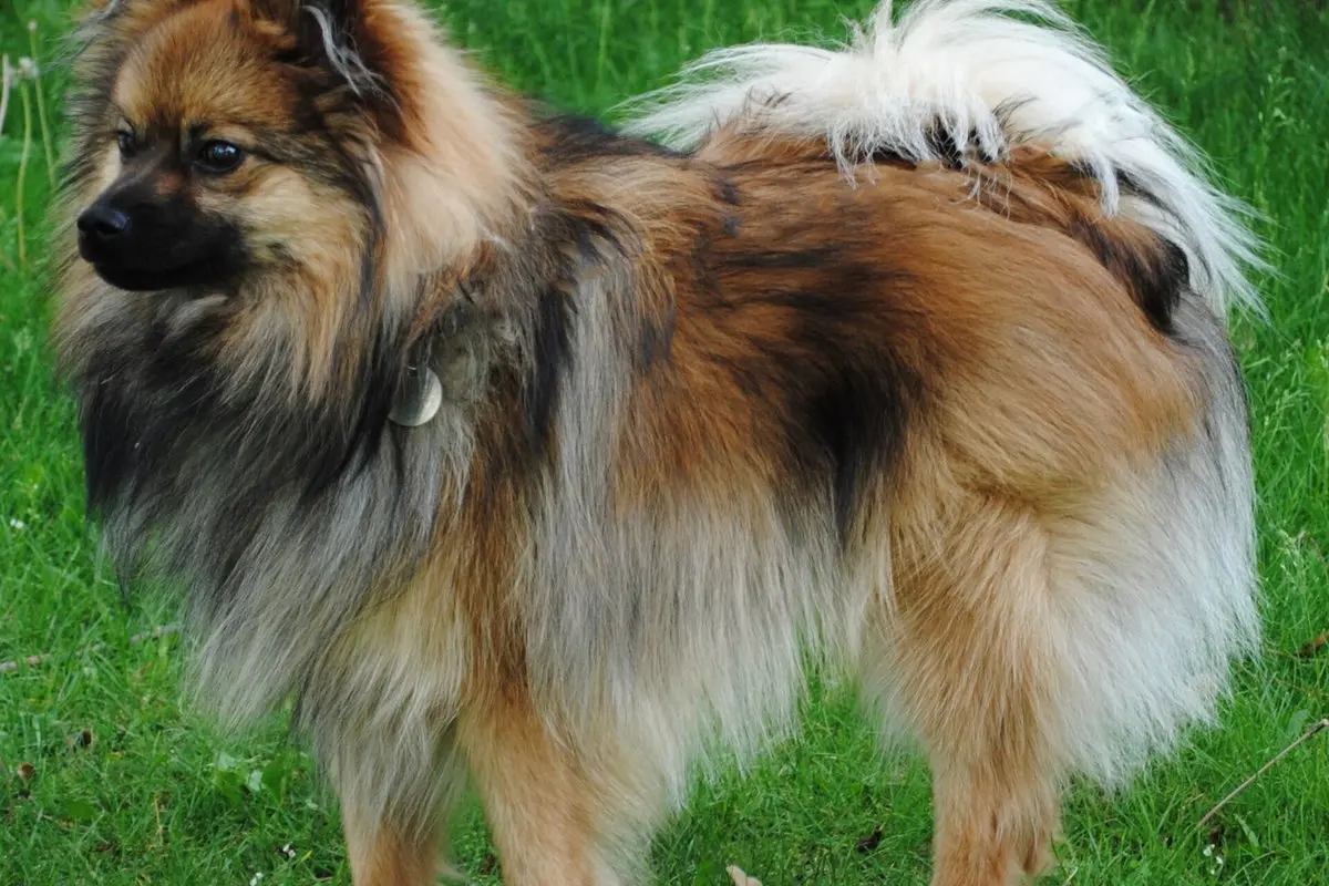 Pomeranijos špicas: nykštukinis špicas – charakteris, dydis, kailis ir sveikata