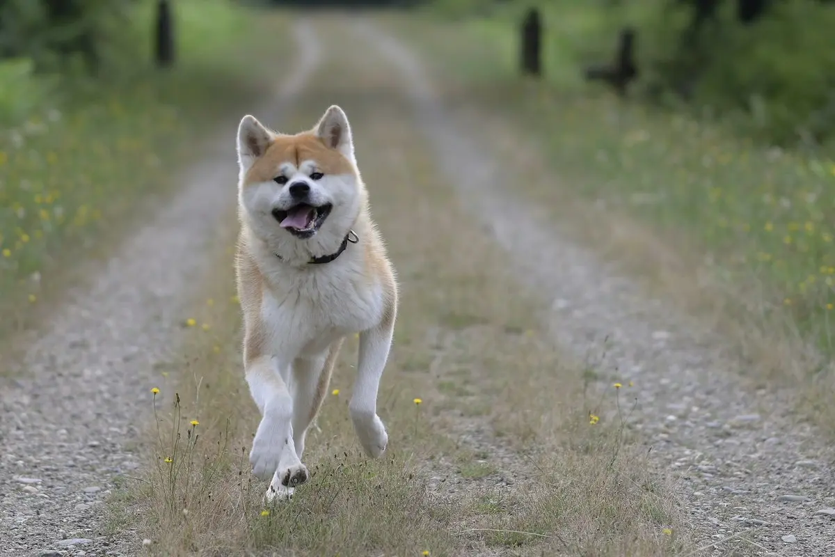 Akita inu: japonų ir amerikiečių akita – charakteris, dydis, Hačiko ir priežiūra