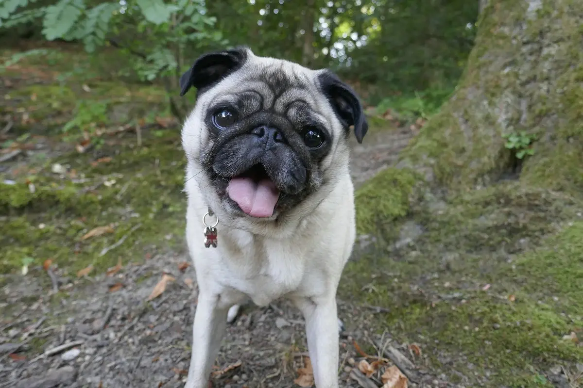 Mopsas: charakteris, dydis, sveikata, priežiūra ir ką žinoti prieš įsigyjant