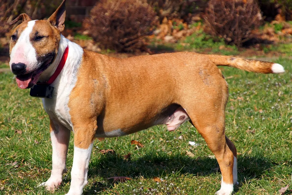 Bulterjeras: kiaušinio formos galva, charakteris, sveikata ir dresūra