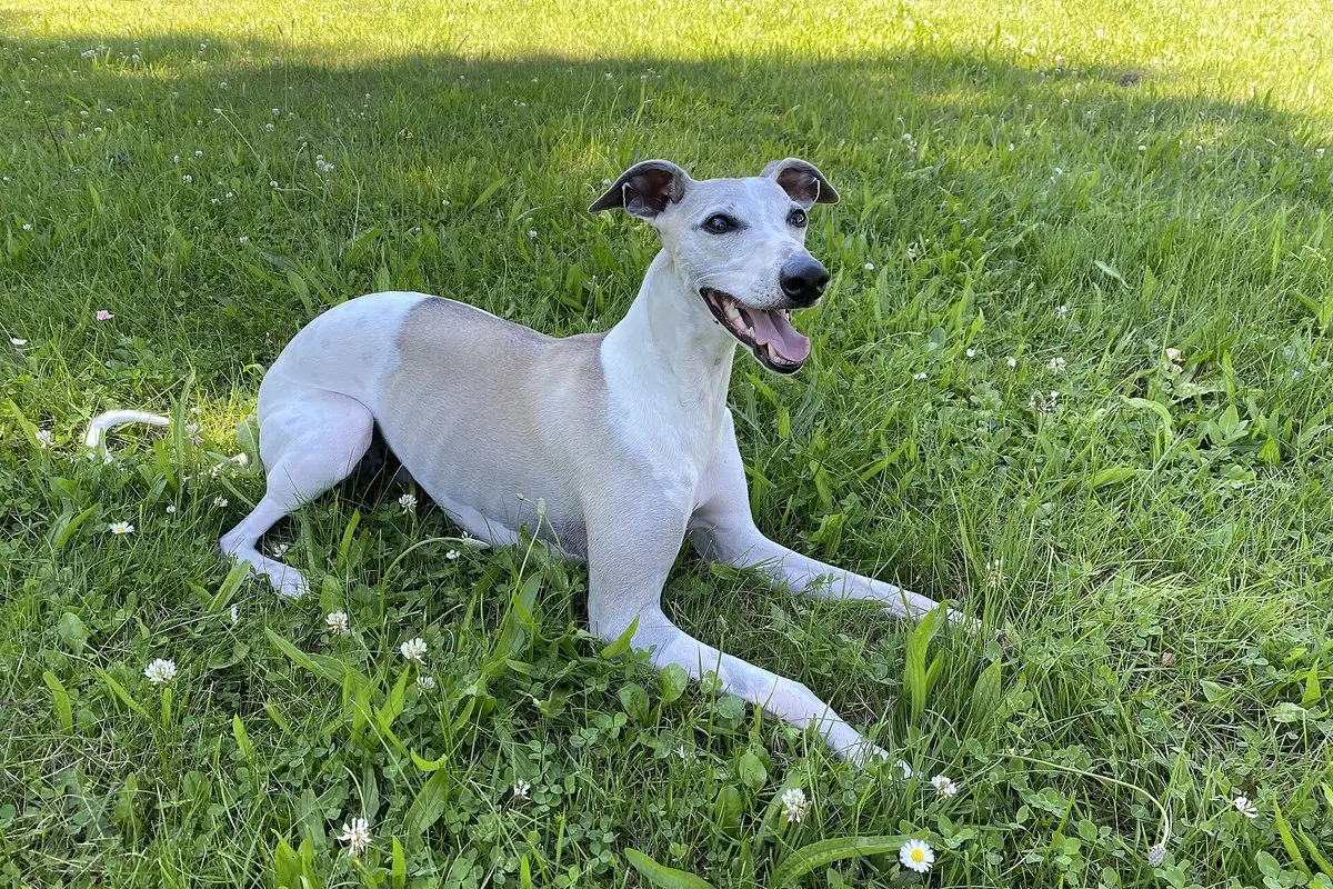 Vipetas (whippet): greičiausias savo dydžio šuo – charakteris, priežiūra ir sveikata