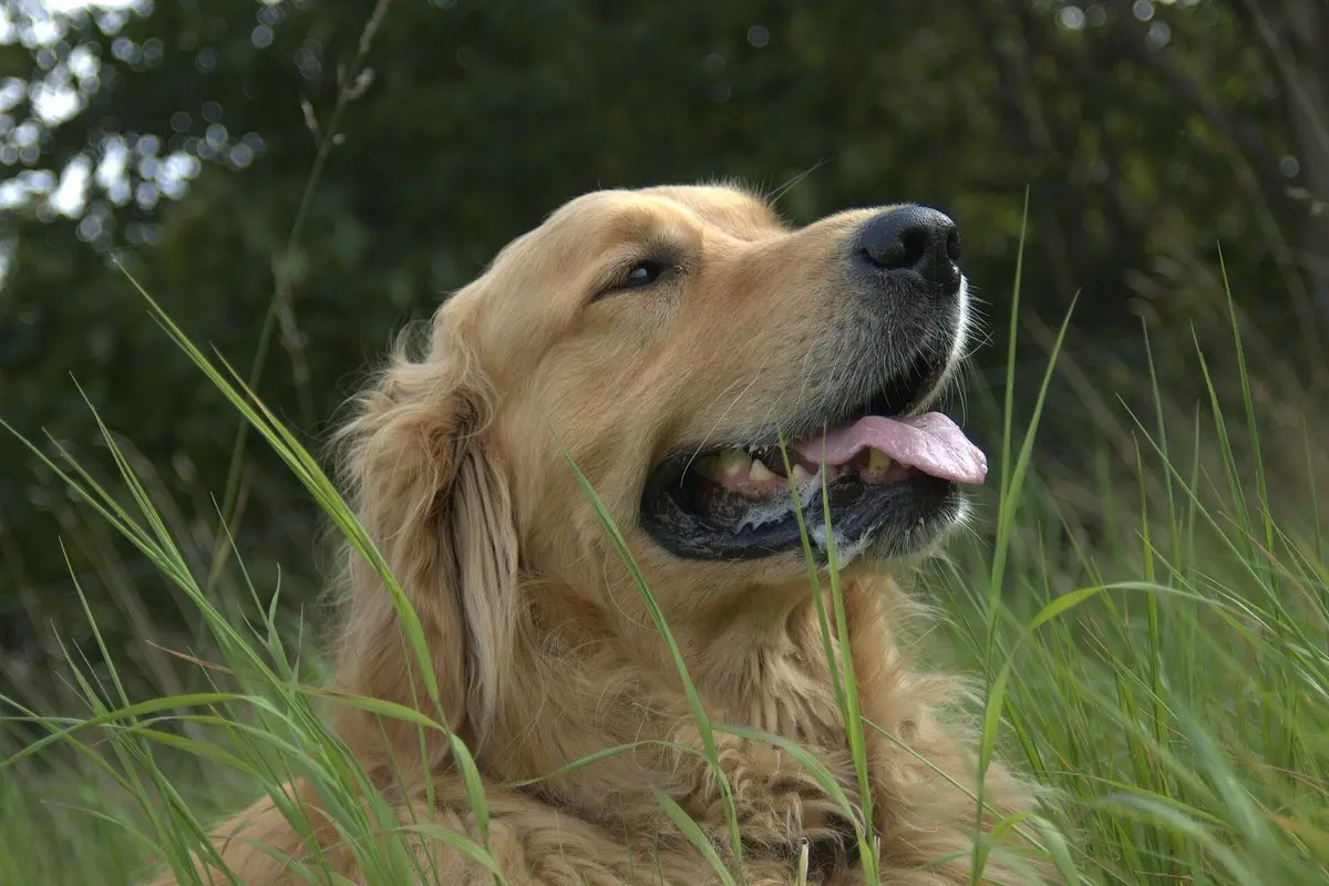 Auksaspalvis retriveris (golden retriever): charakteris, dydis, ligos ir priežiūra