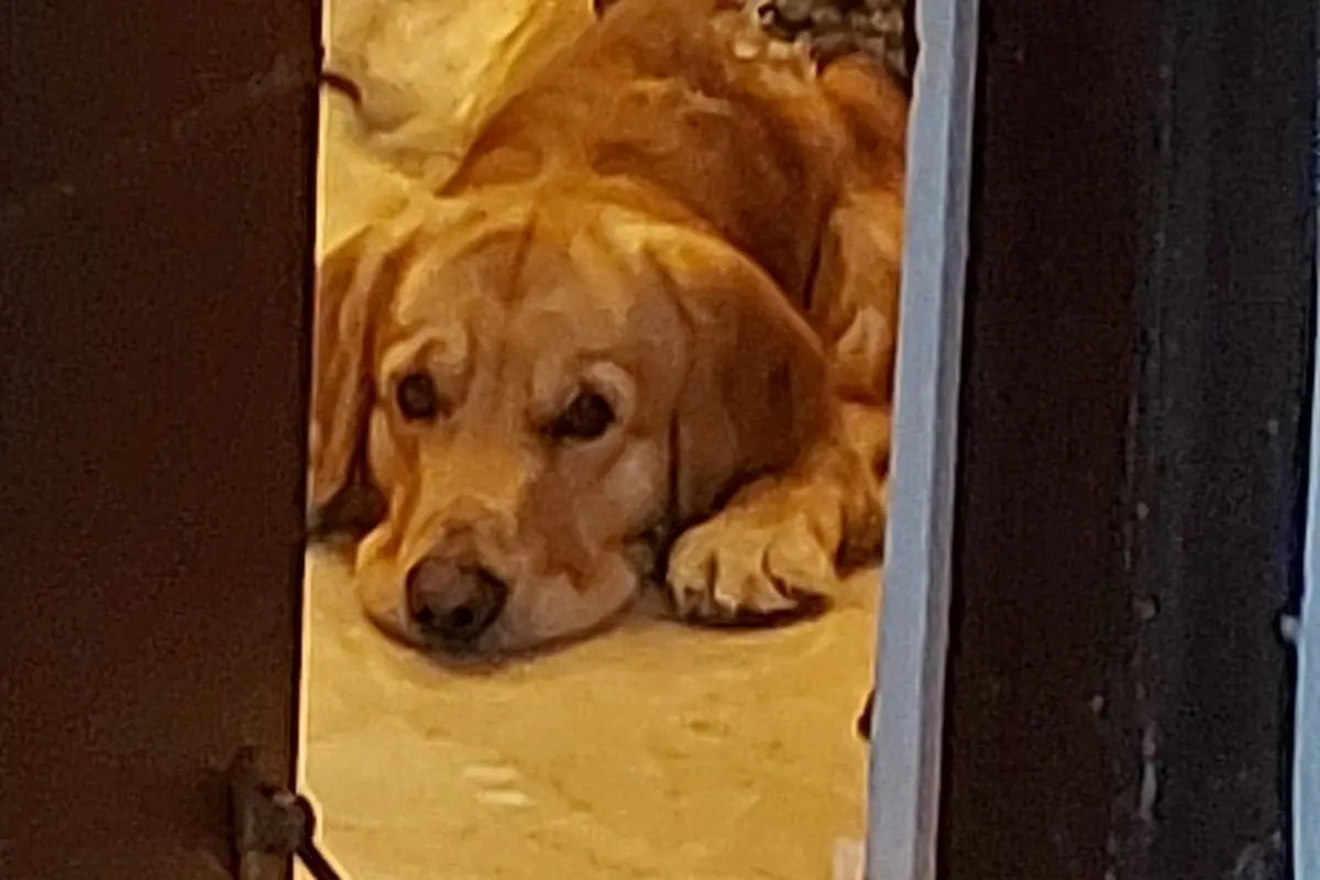 Šuo viduriuoja: ką daryti namuose, kuo šerti ir kada skubiai vežti pas veterinarą