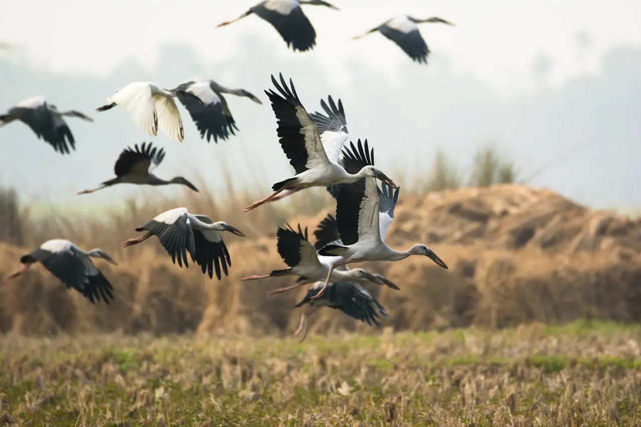 Pirmieji gandrai paliko Lietuvą – jų kelionės pradžia priklauso ne nuo datos