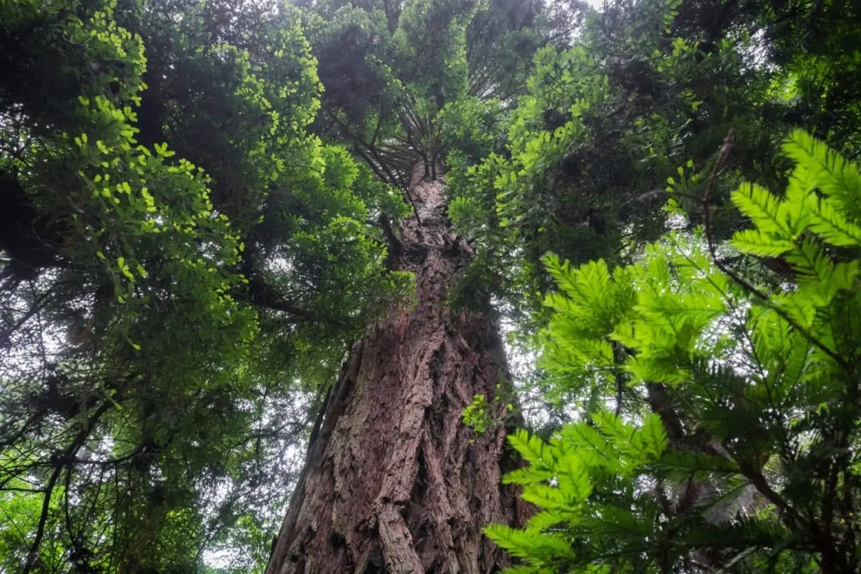 Klimato kaitą sustabdys... sekvojos?