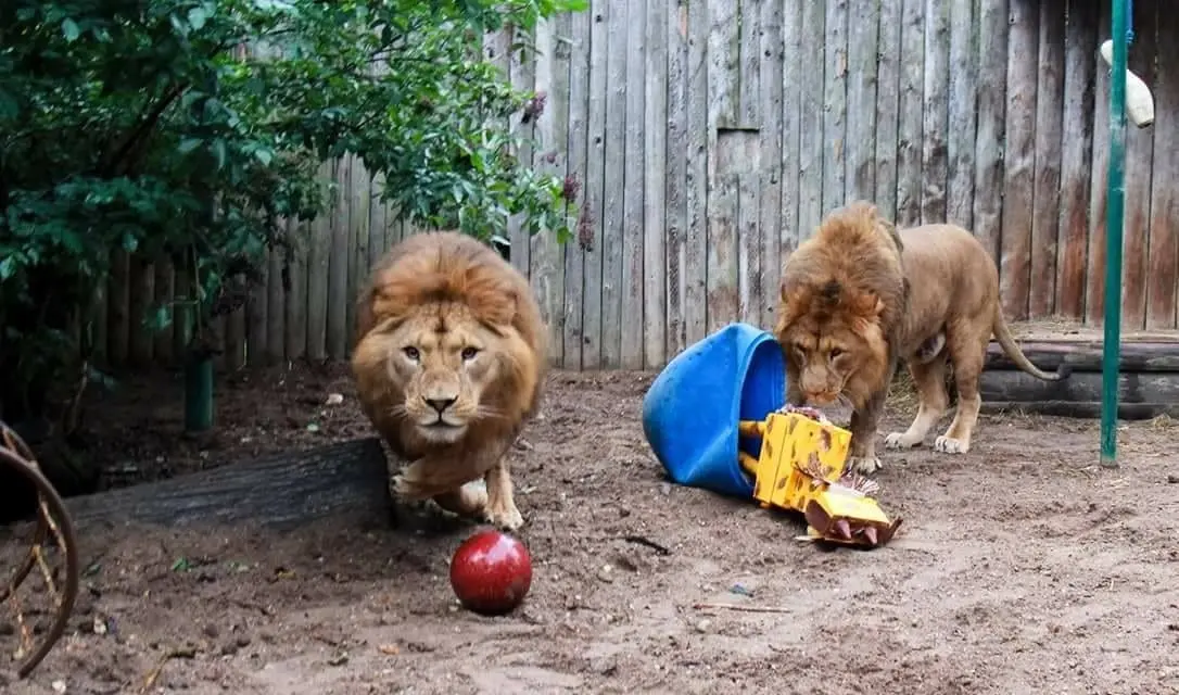 Lietuvos zoologijos sodas duris atvers jau lapkričio 13 dieną