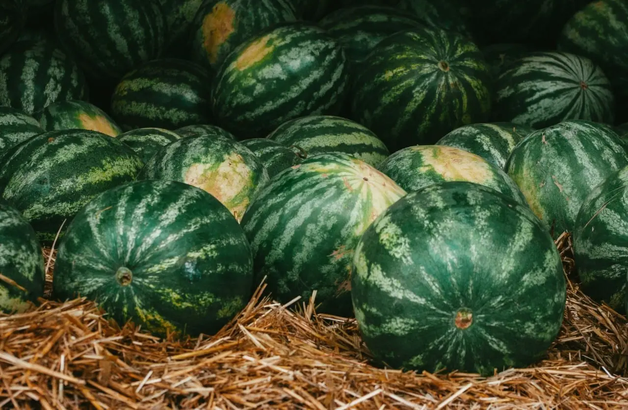 Kaip darže užauginti arbūzus ir melionus?