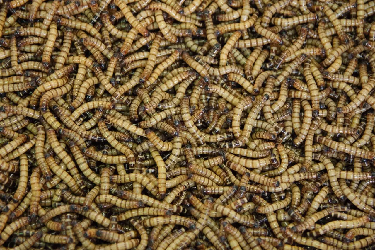 Katare uždrausti maisto produktai, kurių sudėtyje yra vabzdžių