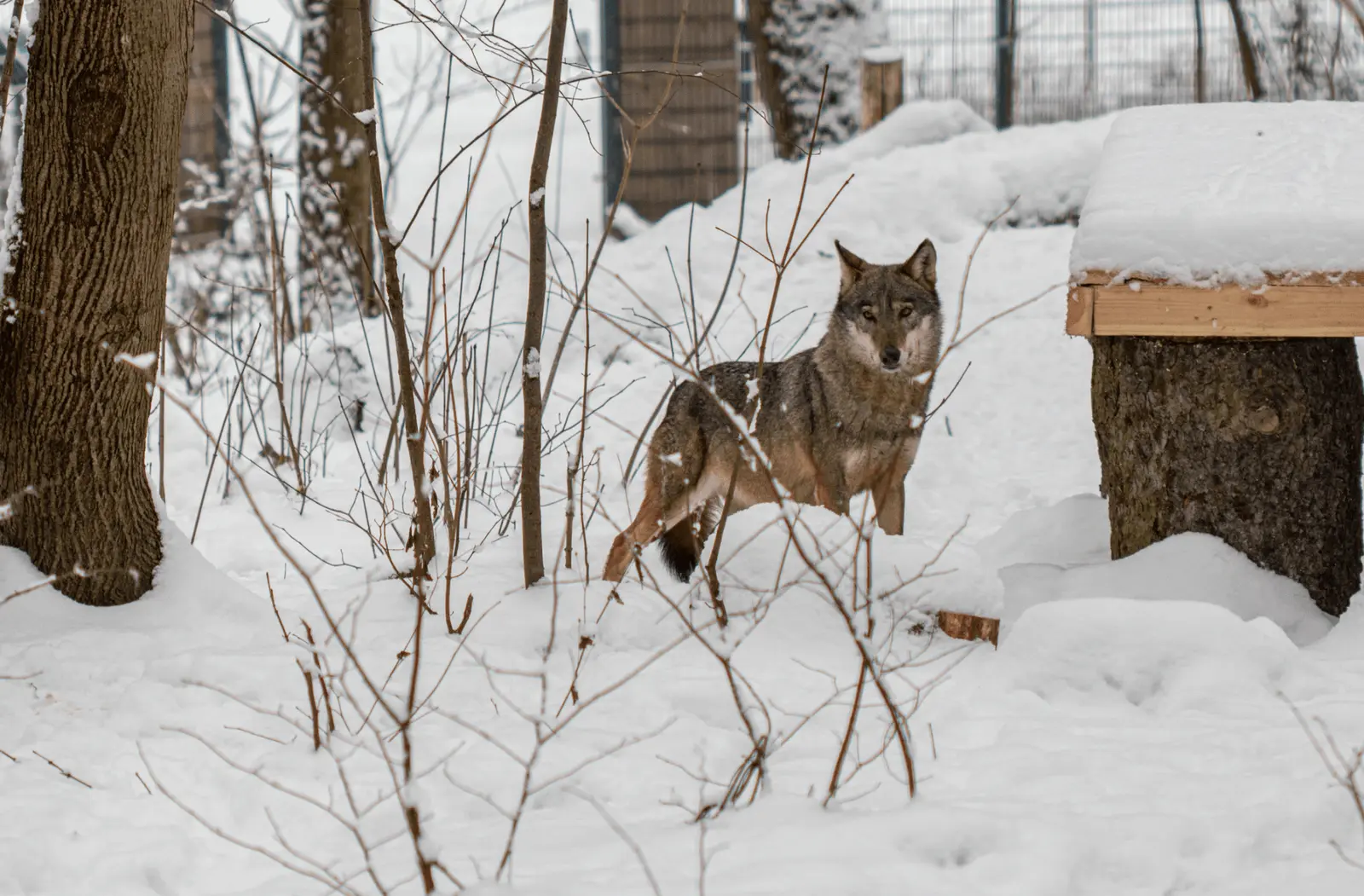 Metai Lietuvos zoologijos sode: naujos rūšys, šimtai jauniklių ir tarptautinis pripažinimas
