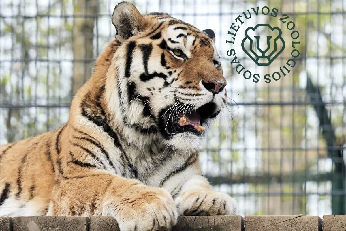 Lietuvoje pirmą kartą vyks tarptautinis renginys „Svajų naktis zoologijos sode“