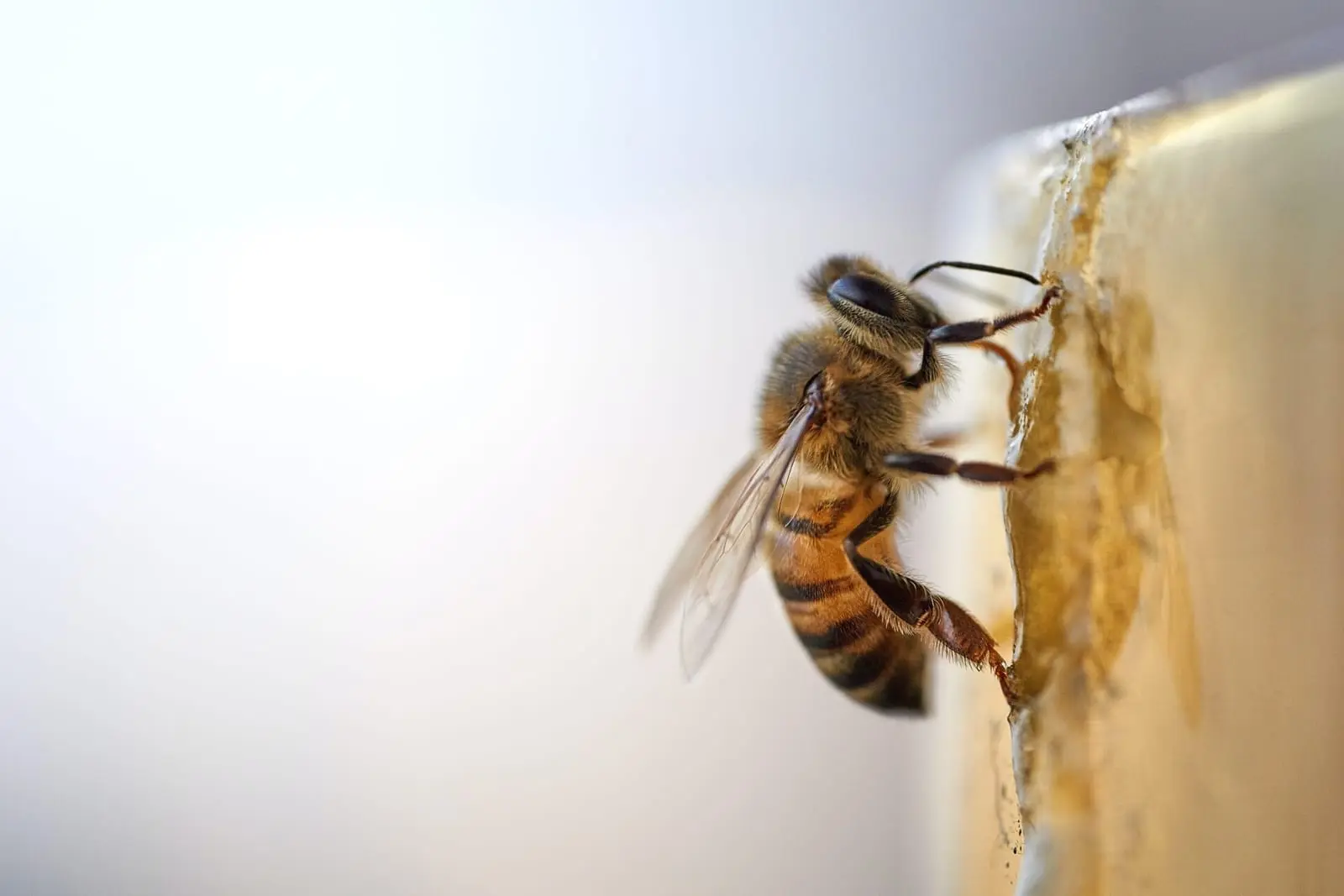 Klimato kaita kelia grėsmę bitėms visame pasaulyje