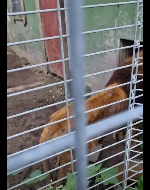 Klaipėdos zoologijos sode – audra dėl 20-mečio liūto būklės: aplinkosaugininkai ir sodas pateikia skirtingas versijas