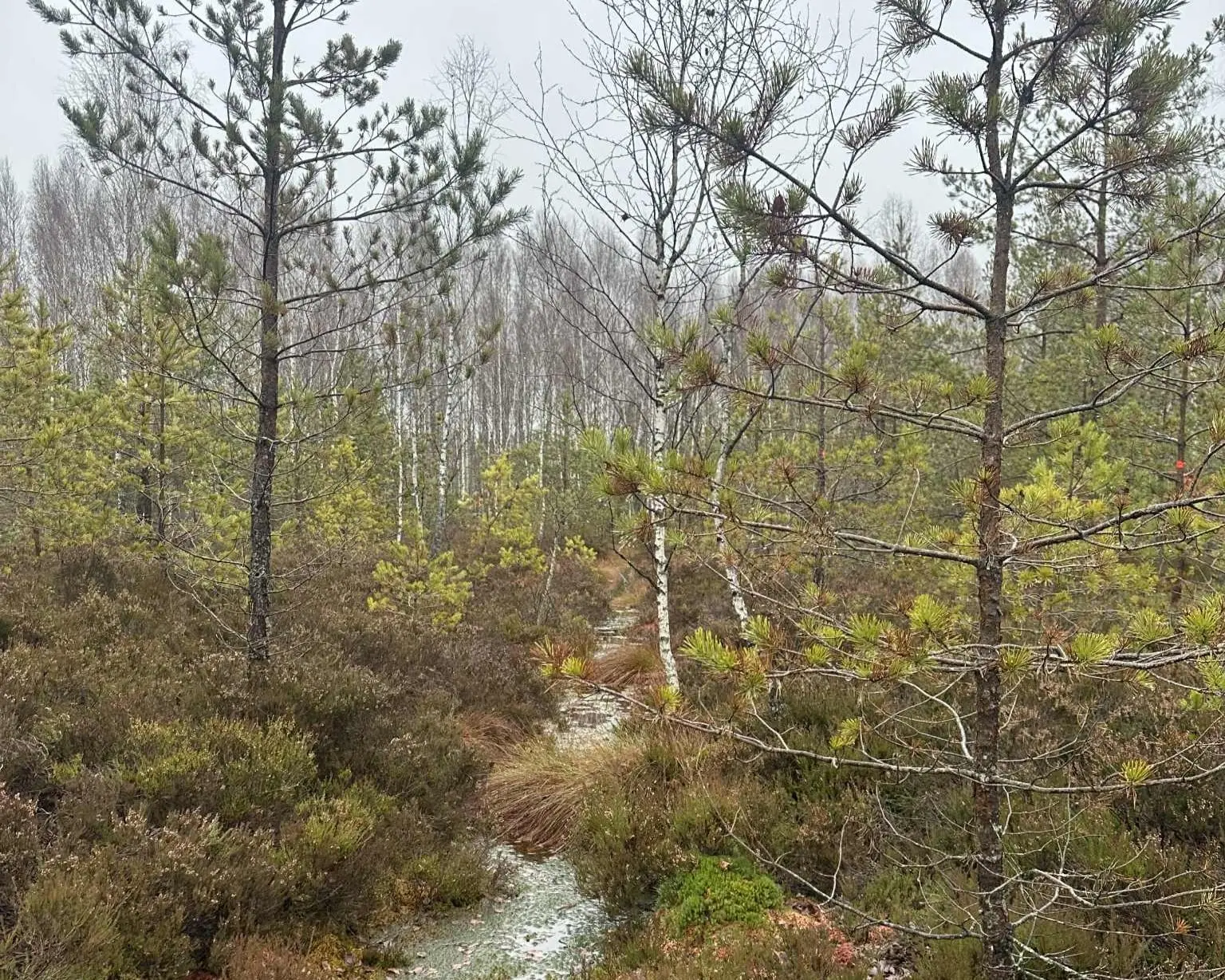 Atkuriamas Žaliasis raistas – sovietmečiu sunaikinta pelkė Kaišiadorių rajone